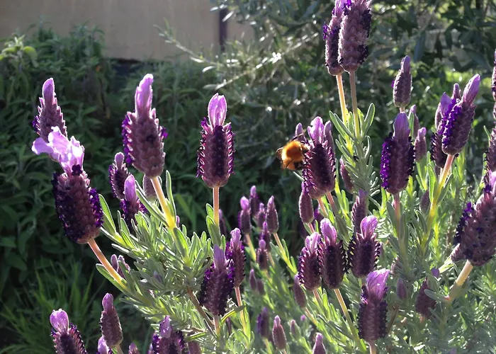 Gospodarstwo agroturystyczne Il Castagnolino *